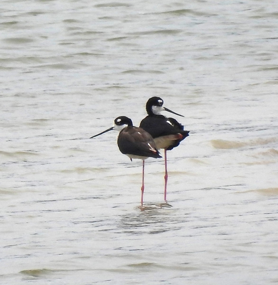 Black-necked Stilt - ML620625344