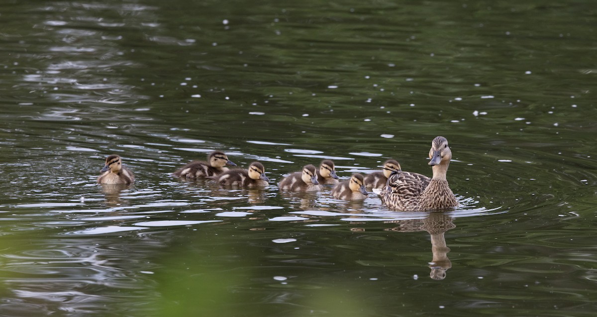 Canard colvert - ML620625345