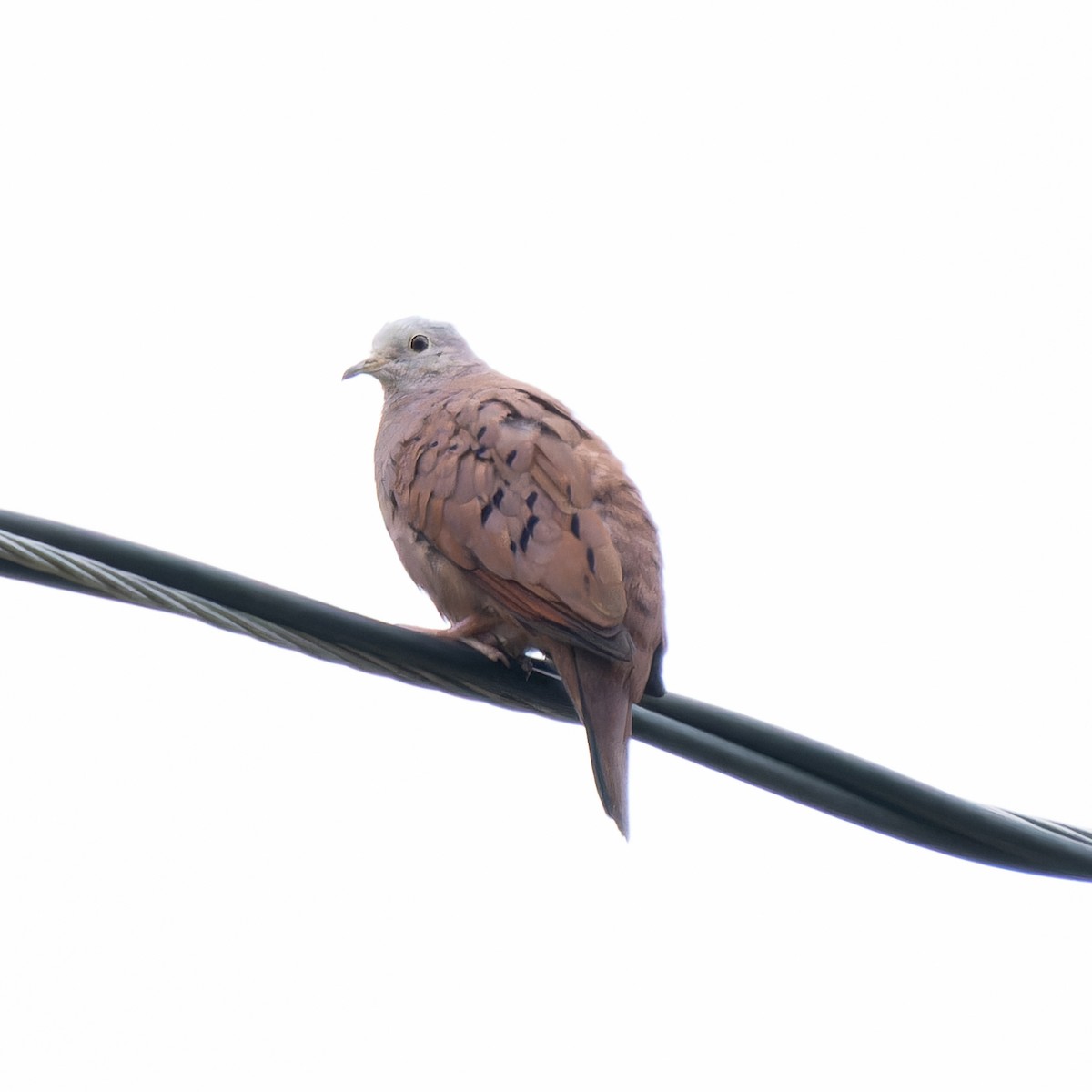 Ruddy Ground Dove - ML620625346