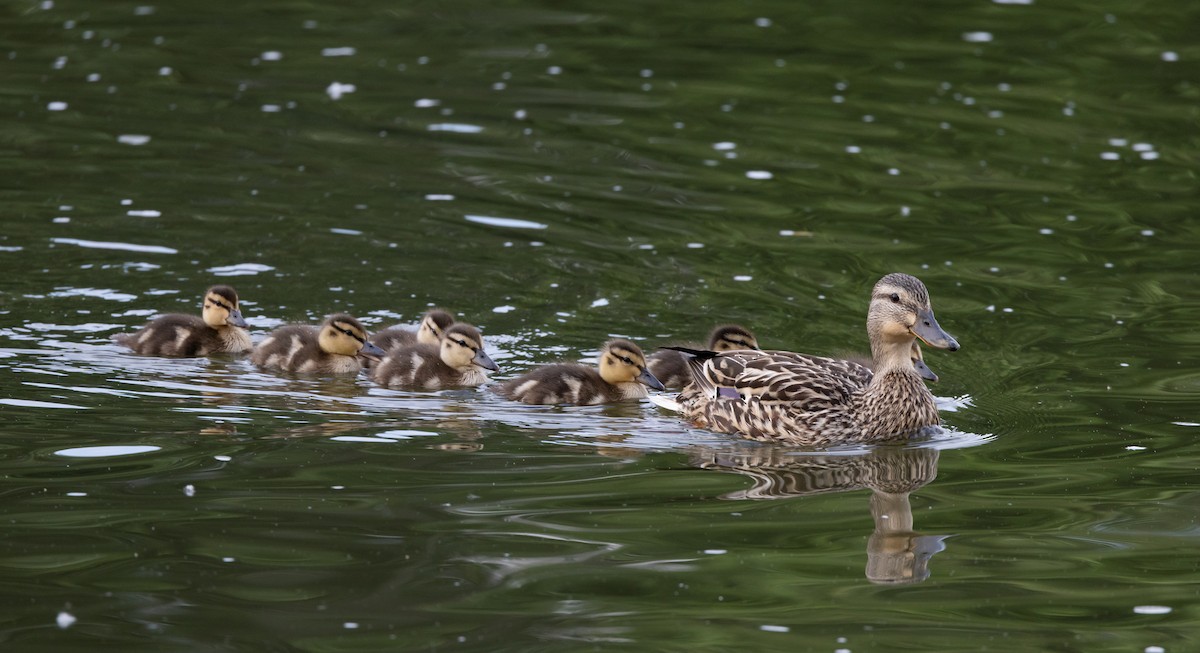 Canard colvert - ML620625347