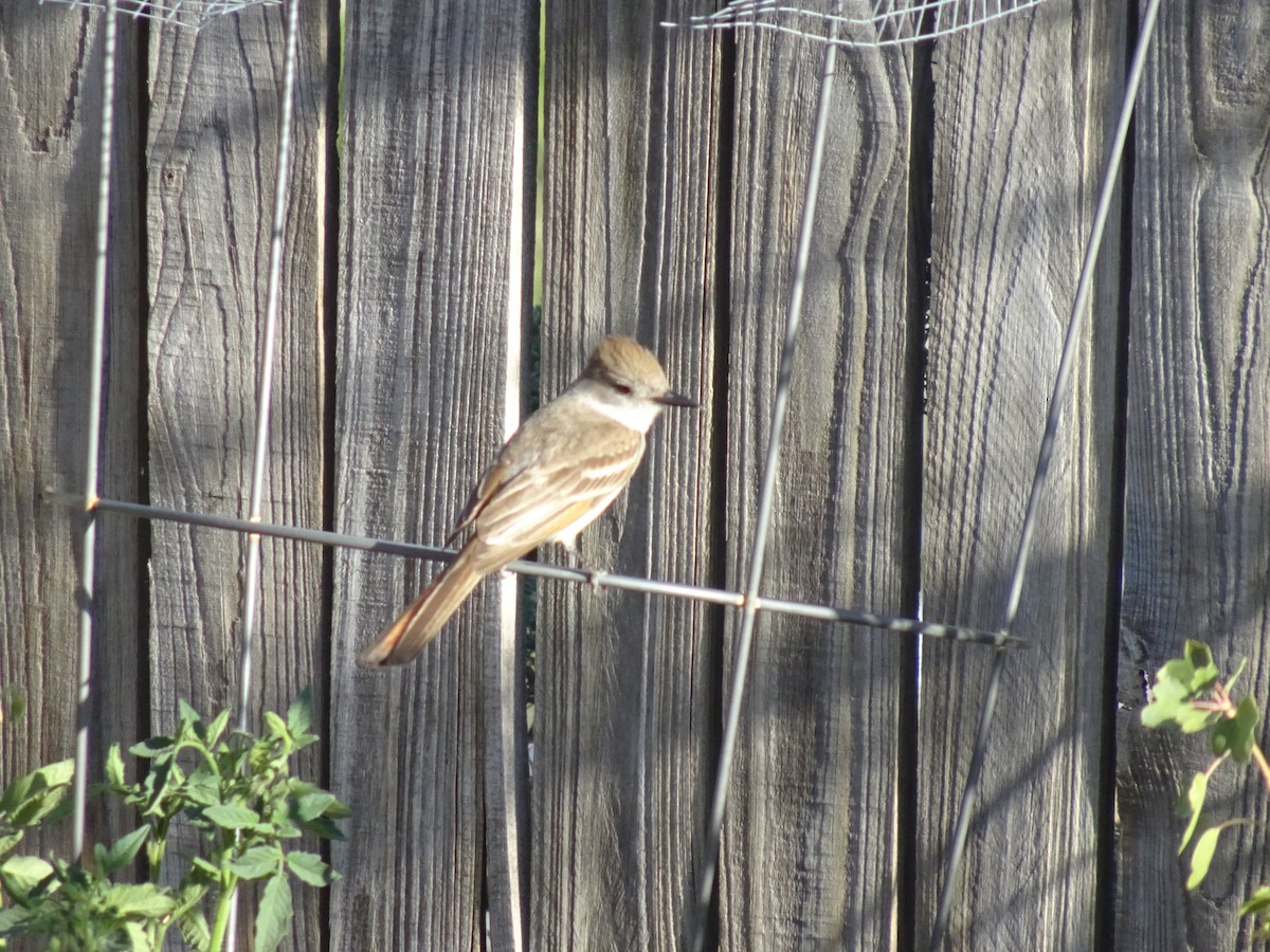 Ash-throated Flycatcher - ML620625348