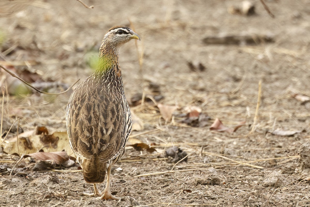 Double-spurred Spurfowl - ML620625349