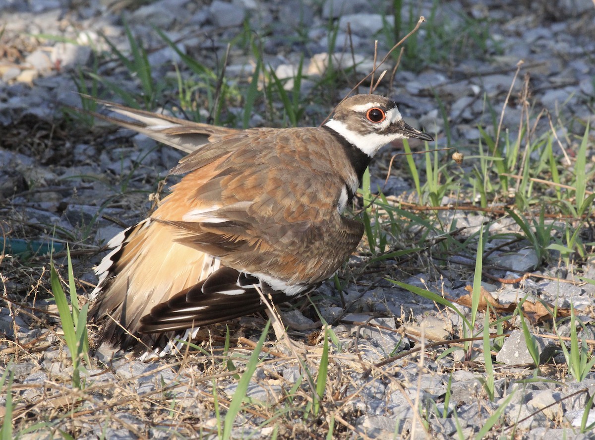 Killdeer - ML620625355