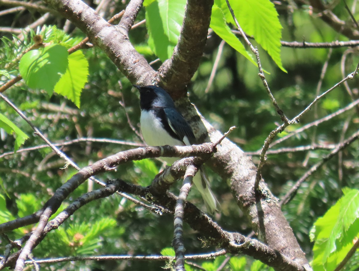 Black-throated Blue Warbler - ML620625358