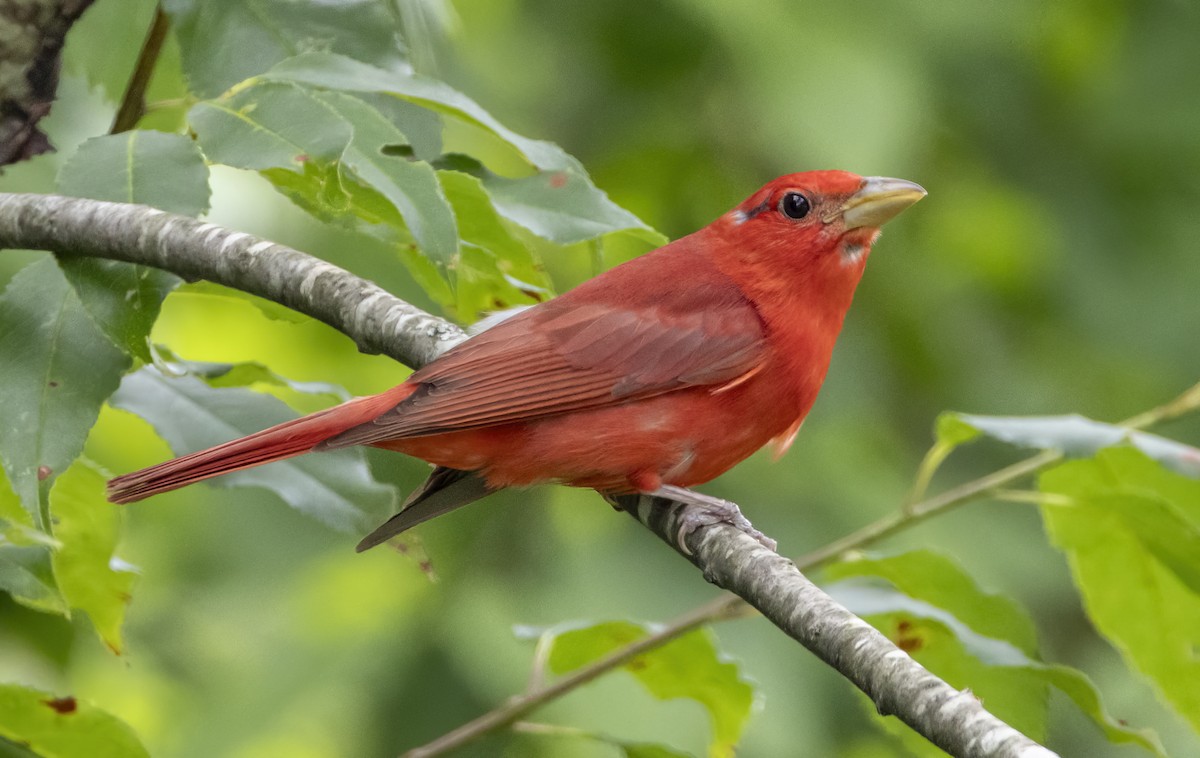 Piranga Roja - ML620625360