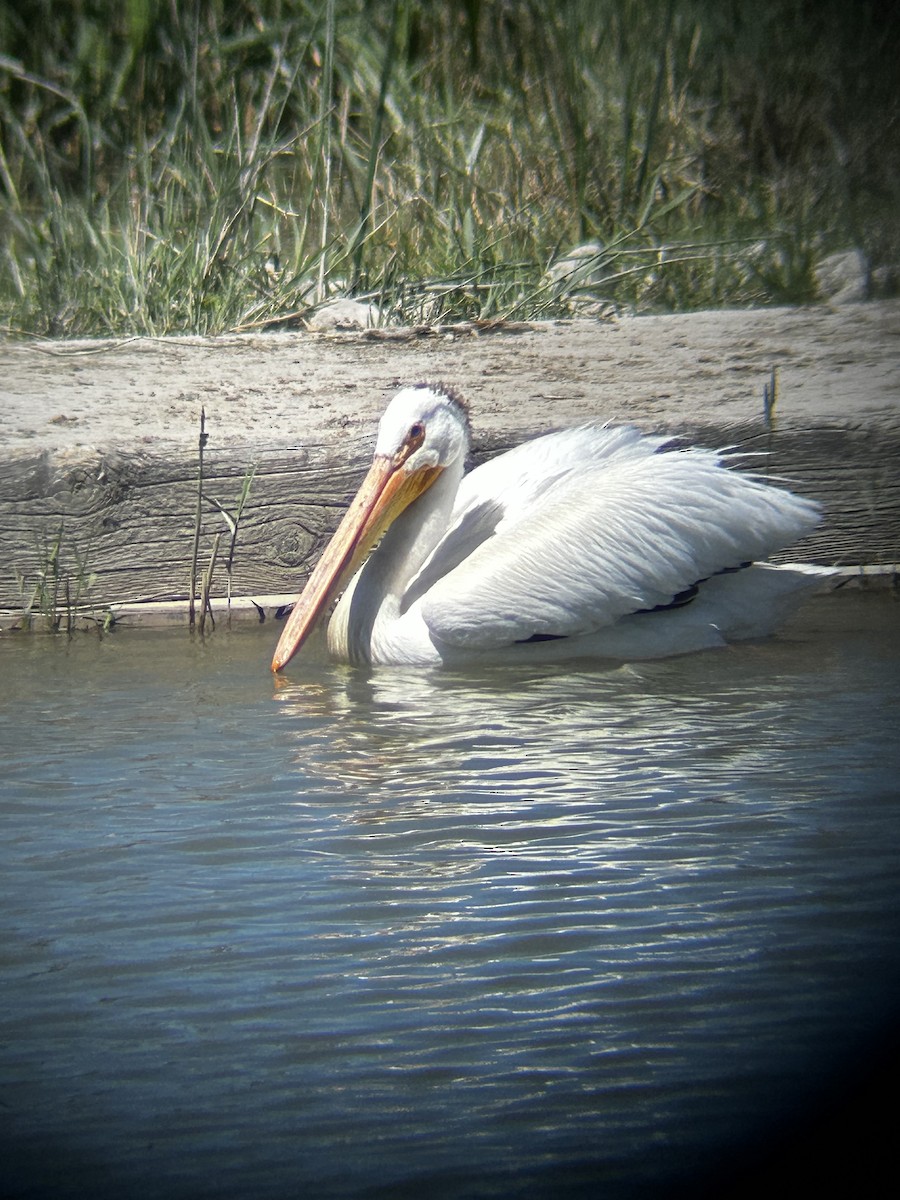 American White Pelican - ML620625362