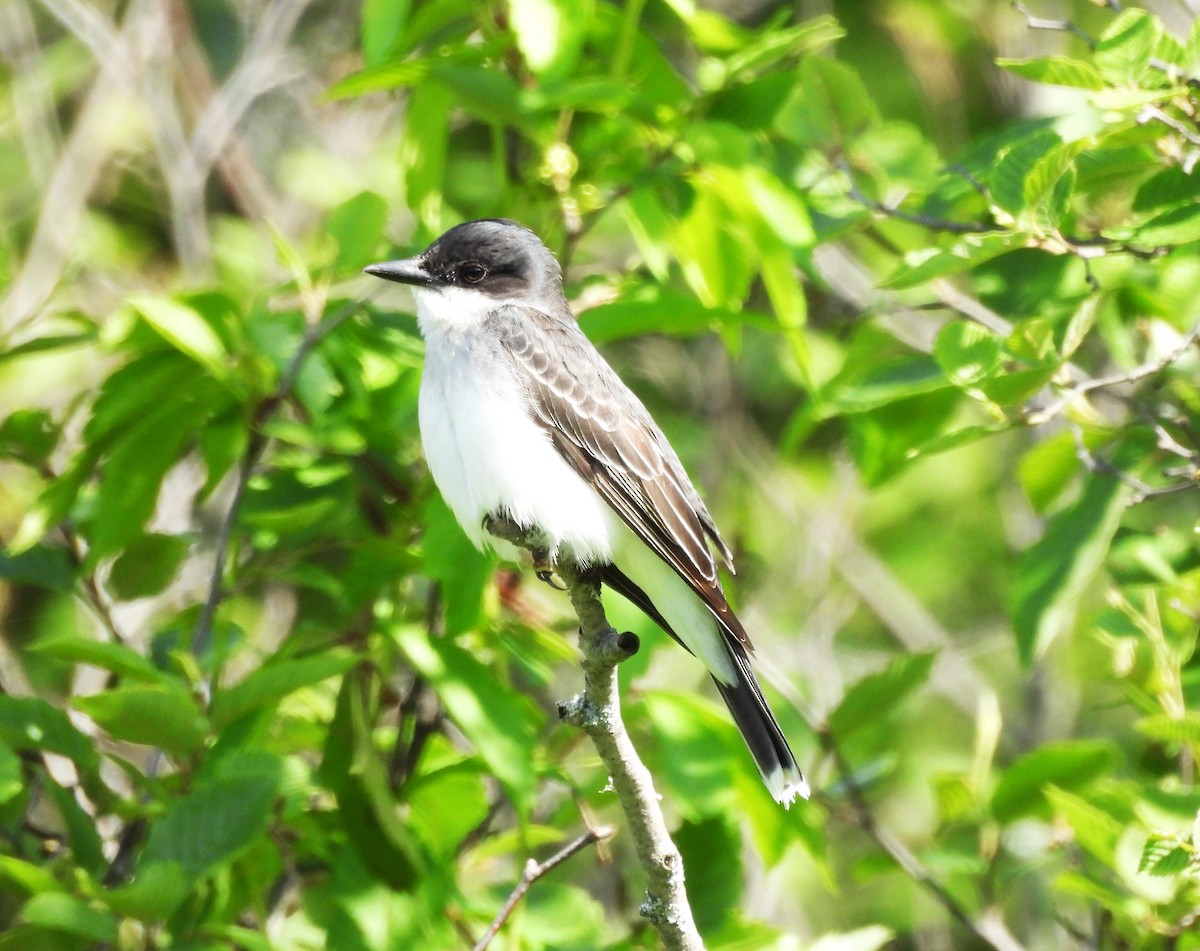 Eastern Kingbird - ML620625365