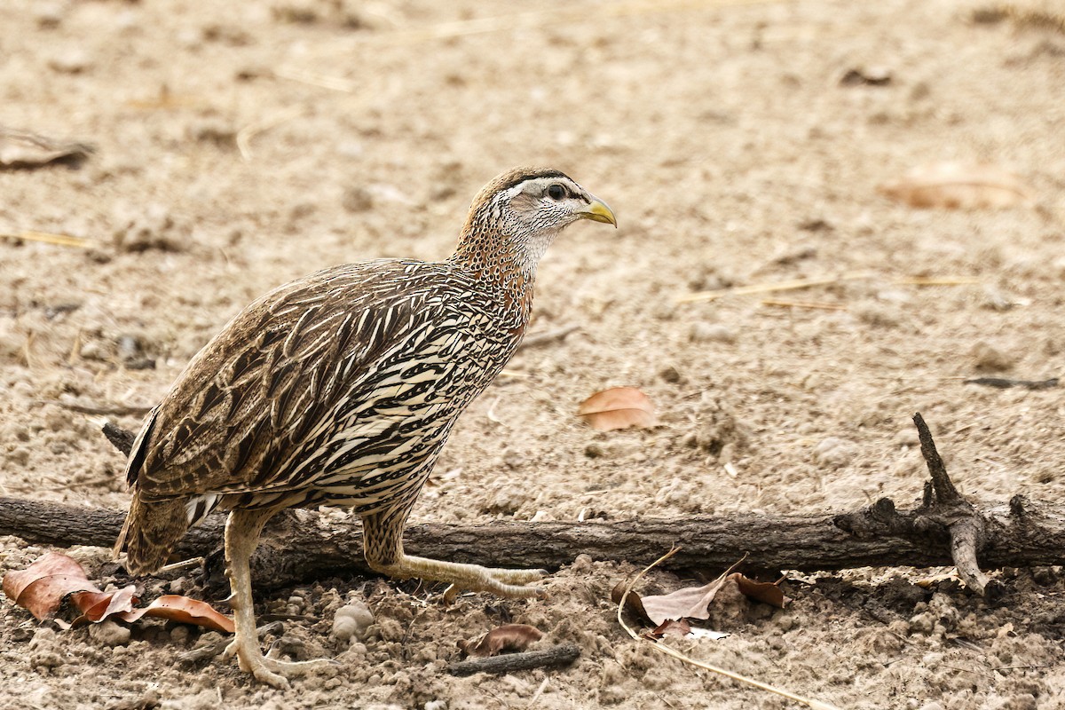 Double-spurred Spurfowl - ML620625366