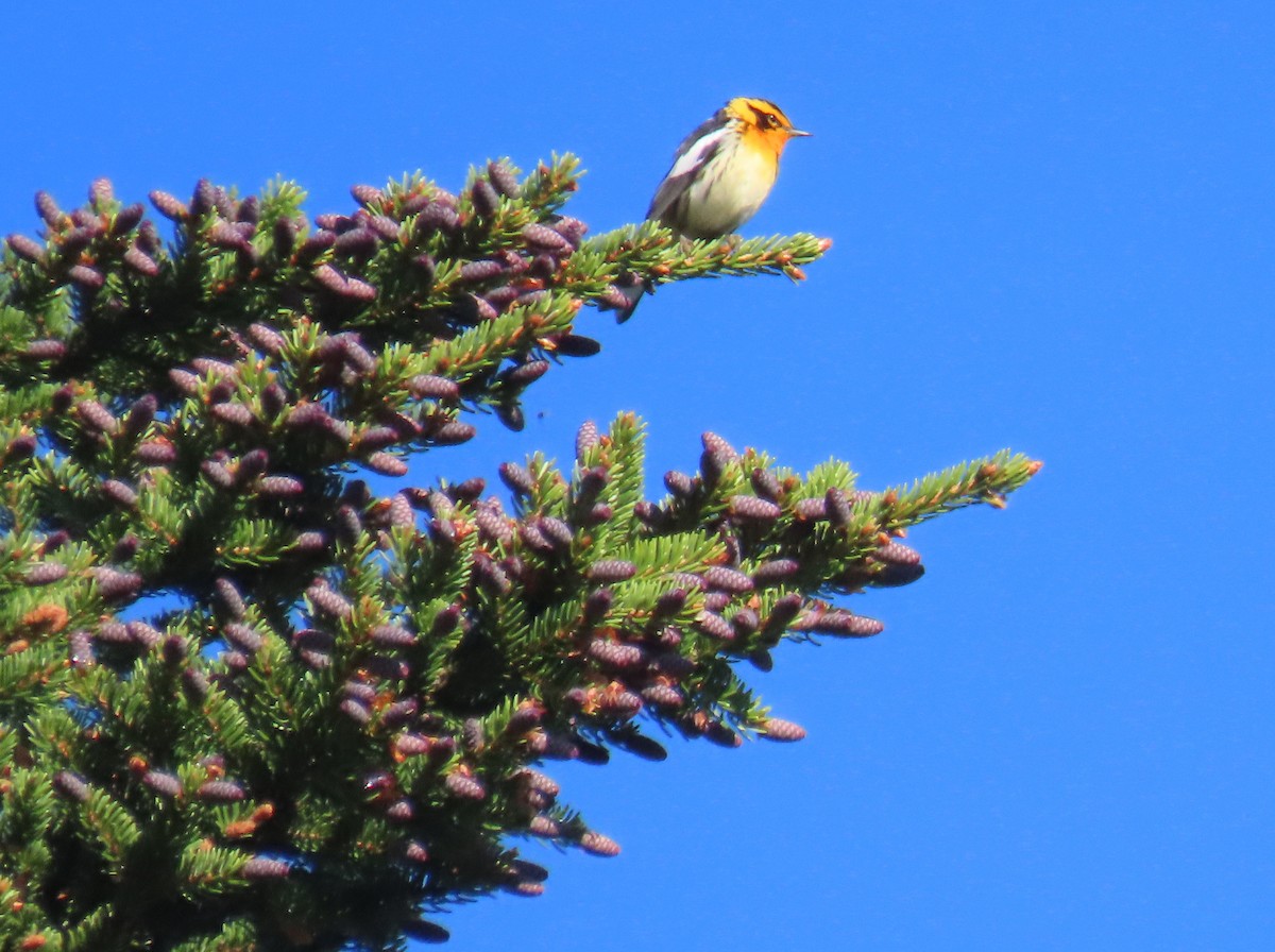 Blackburnian Warbler - ML620625367