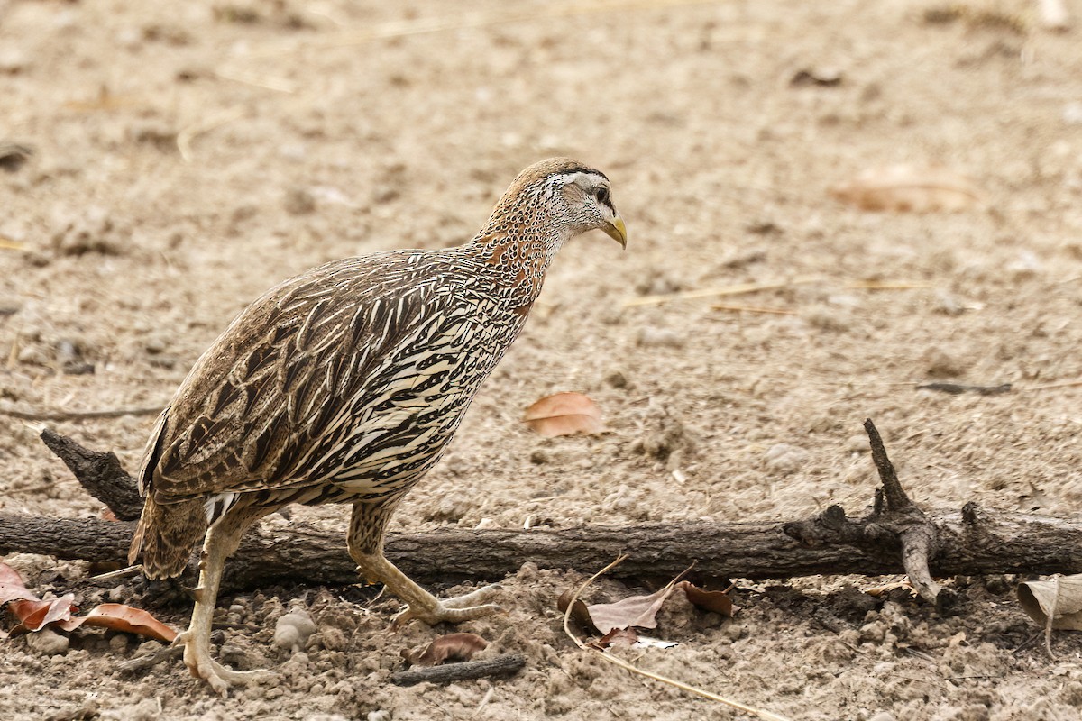 Double-spurred Spurfowl - ML620625370