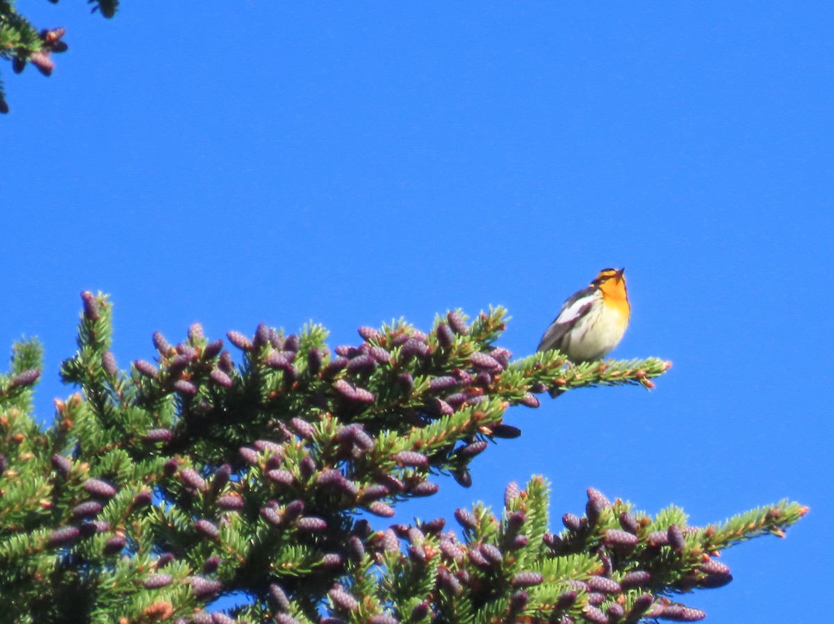 Blackburnian Warbler - ML620625371