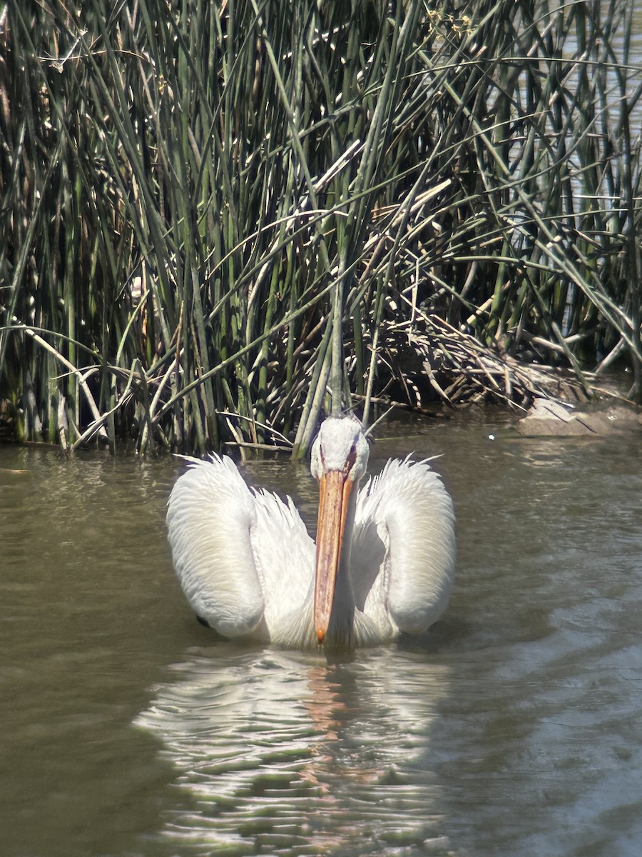 American White Pelican - ML620625372