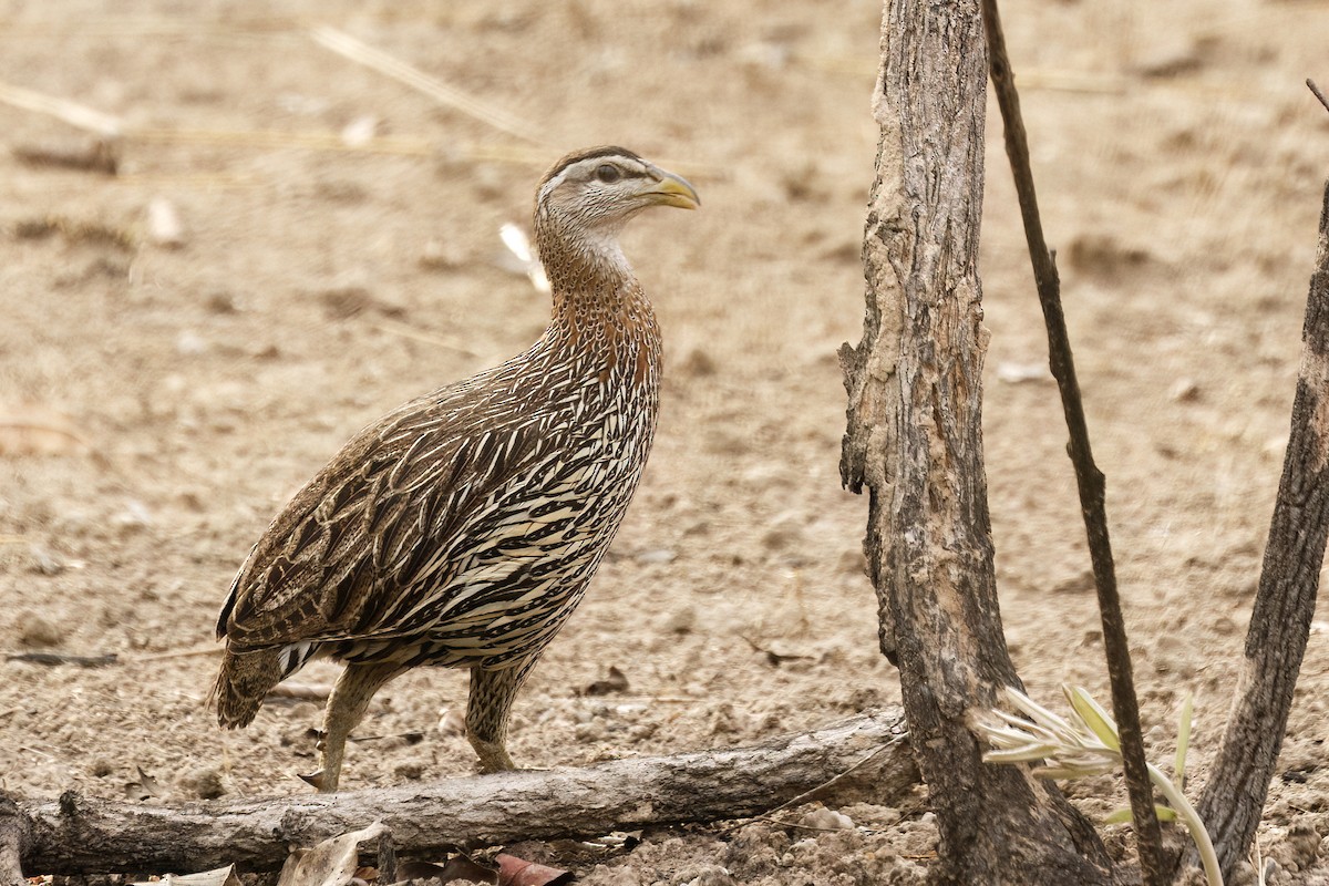 Double-spurred Spurfowl - ML620625374