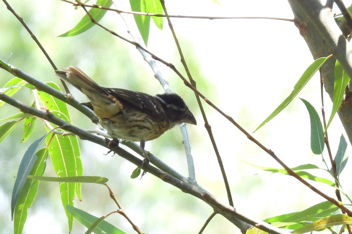 Black-headed Grosbeak - ML620625376