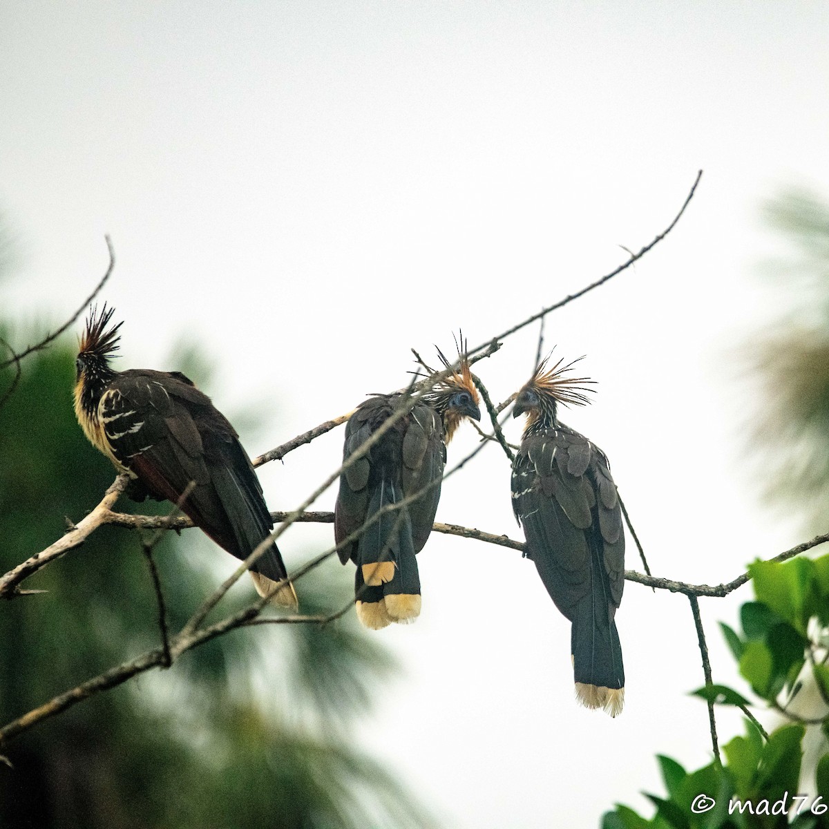 Hoatzin - ML620625378