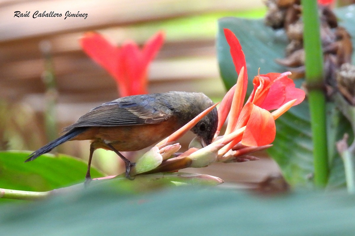 Cinnamon-bellied Flowerpiercer - Raúl Caballero (Mexihca Aves)