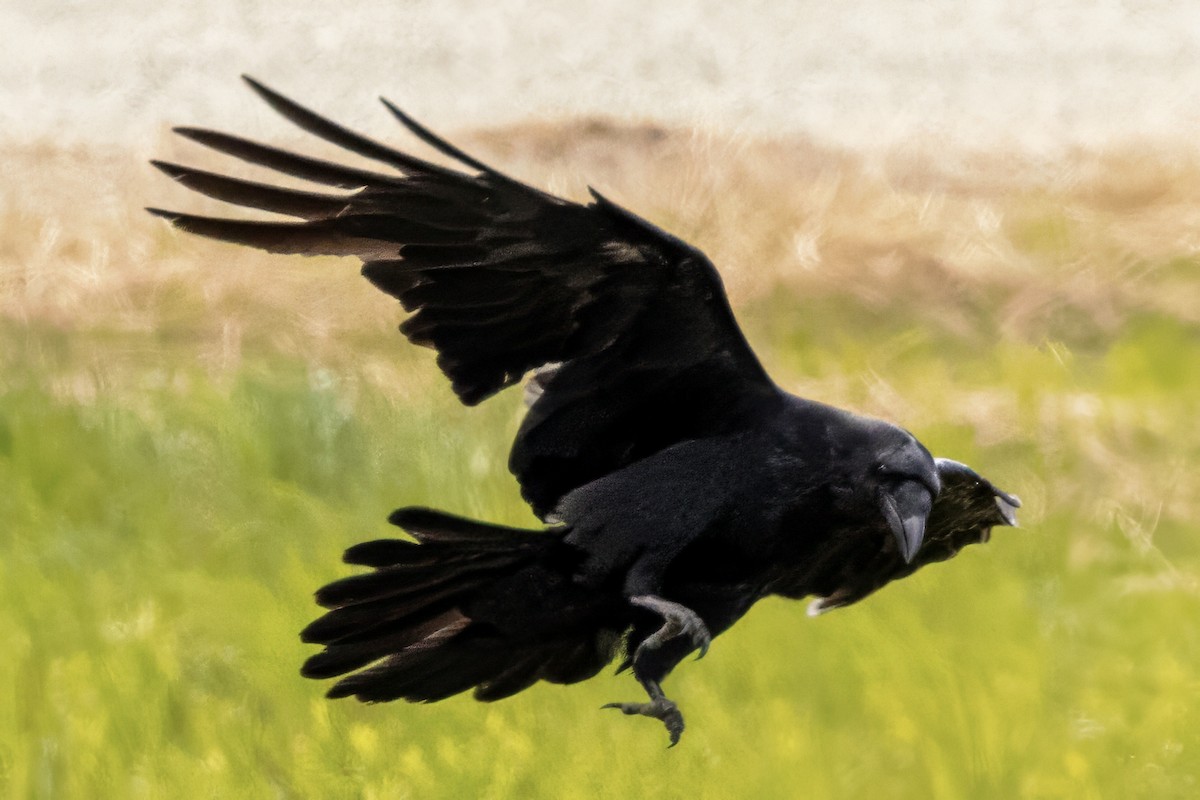 Common Raven - ML620625390