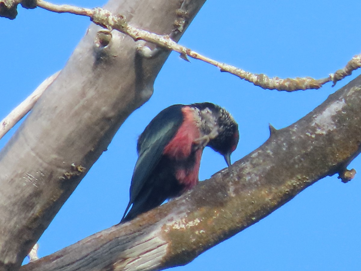 Lewis's Woodpecker - ML620625405