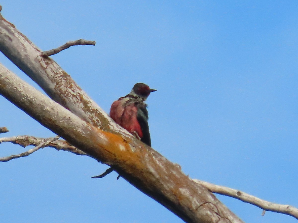 Lewis's Woodpecker - ML620625408