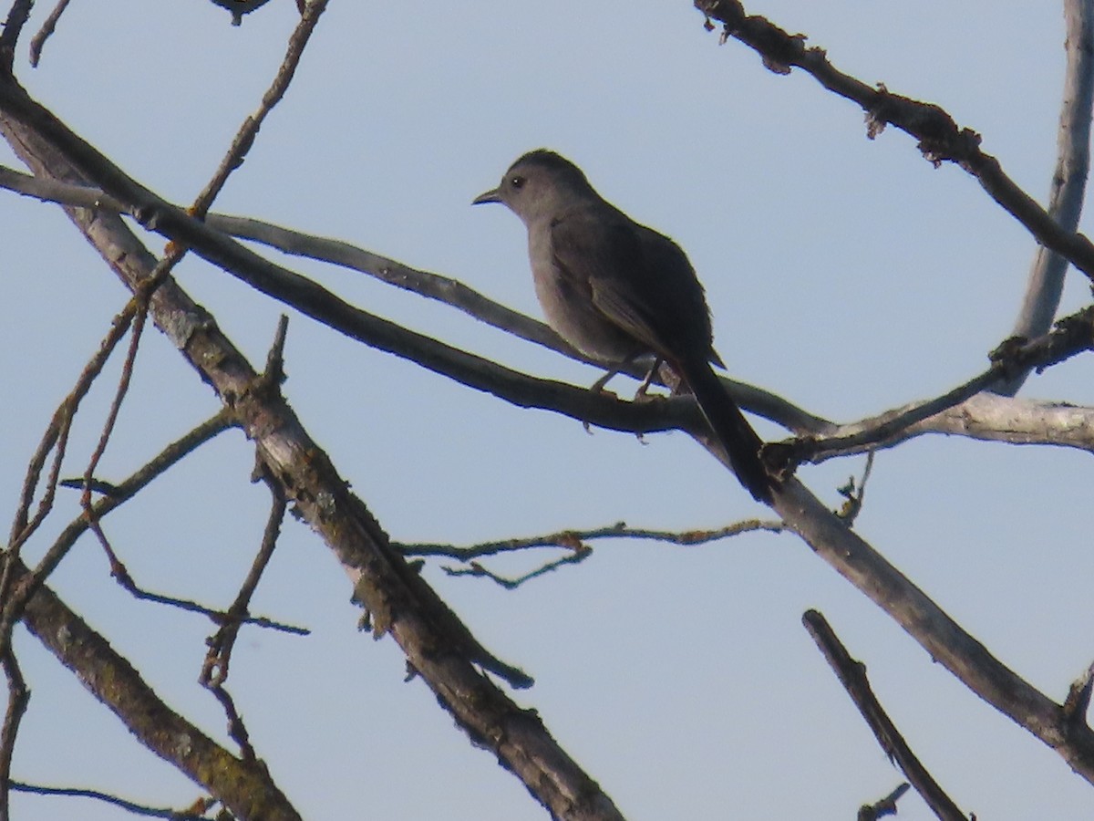 Gray Catbird - ML620625413