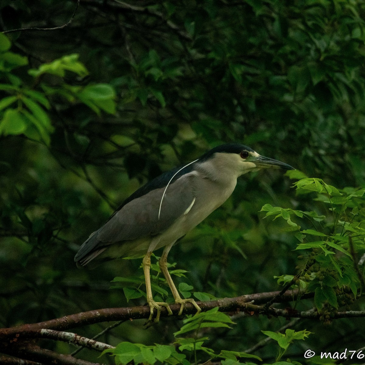 Black-crowned Night Heron - ML620625417