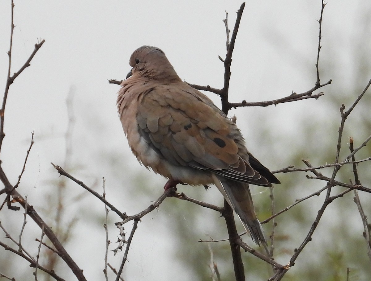 Eared Dove - ML620625419