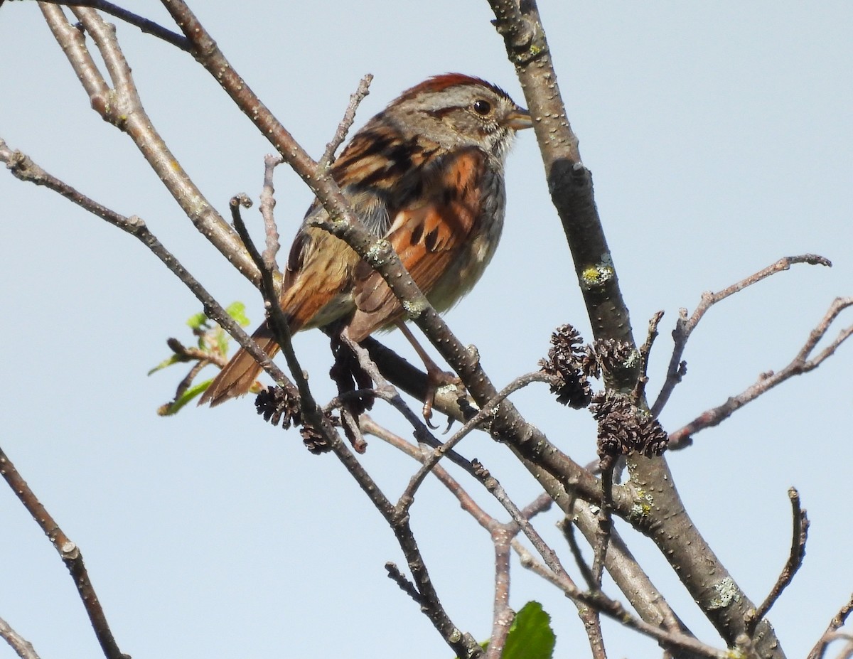 Swamp Sparrow - ML620625420