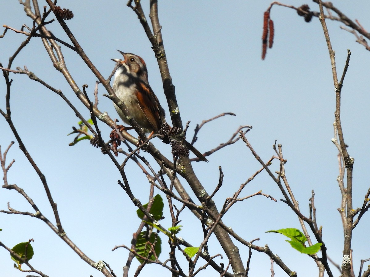 Swamp Sparrow - ML620625421