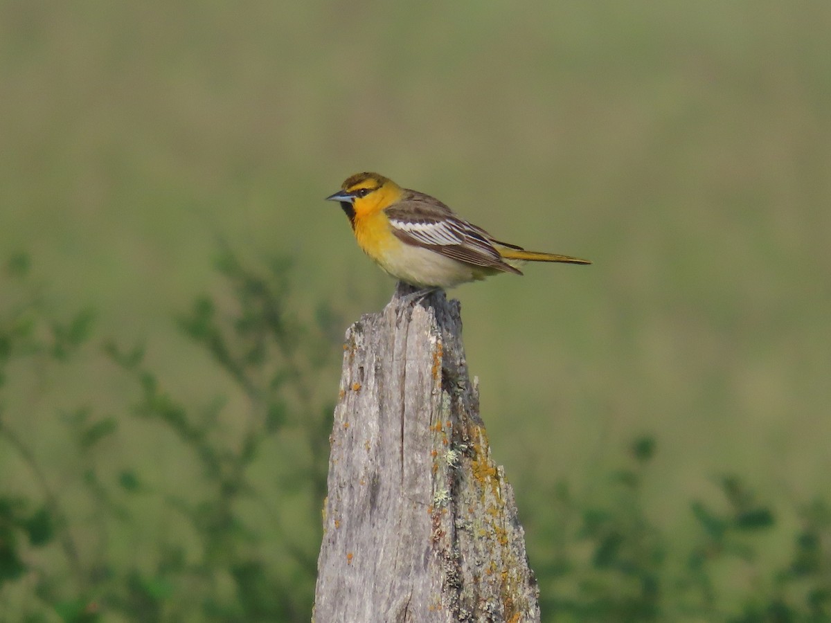 Lewis's Woodpecker - ML620625422