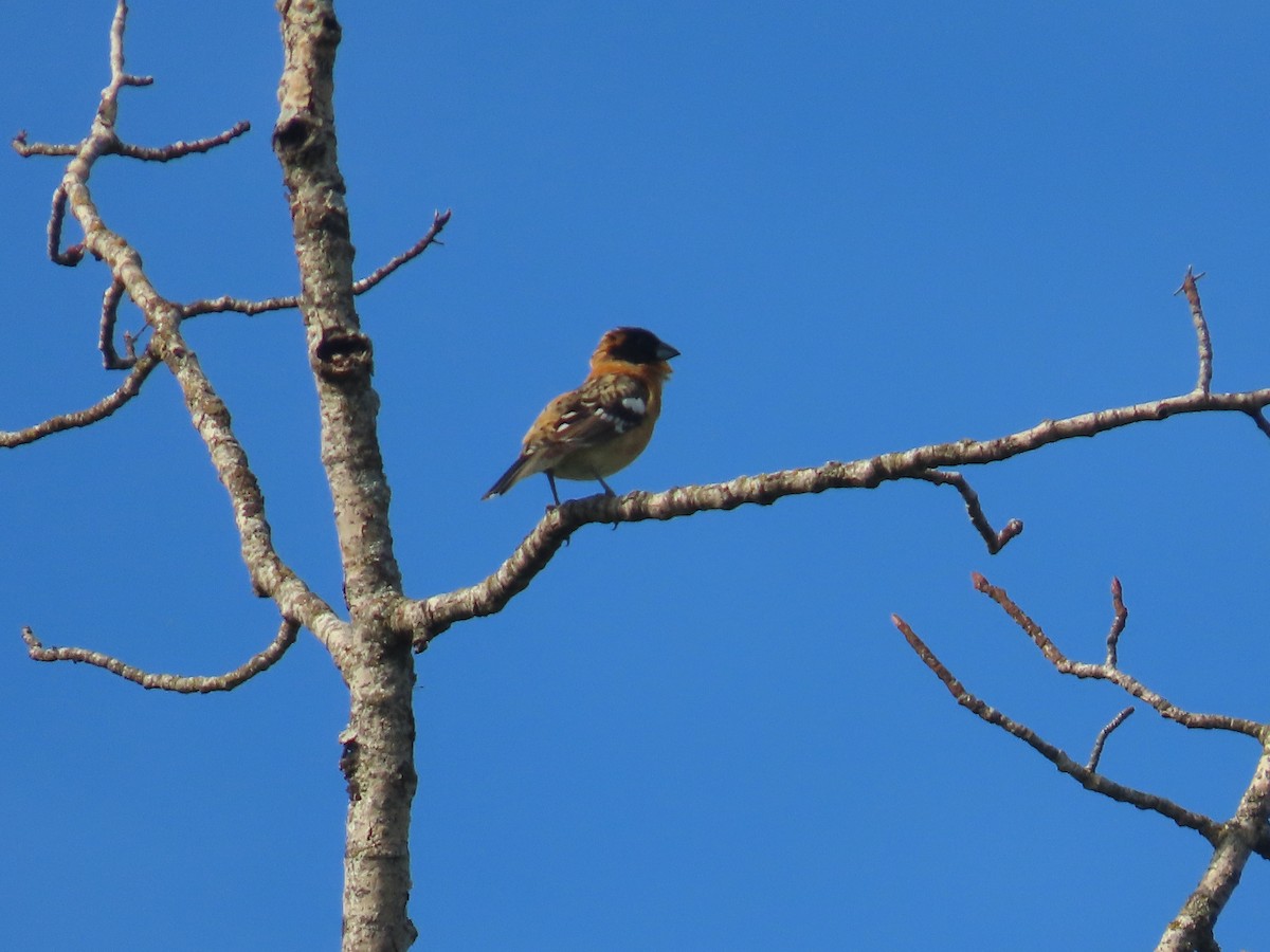 Lewis's Woodpecker - ML620625424