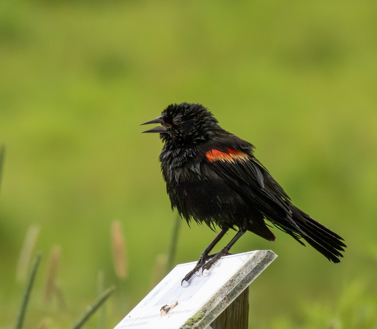 Red-winged Blackbird - ML620625426