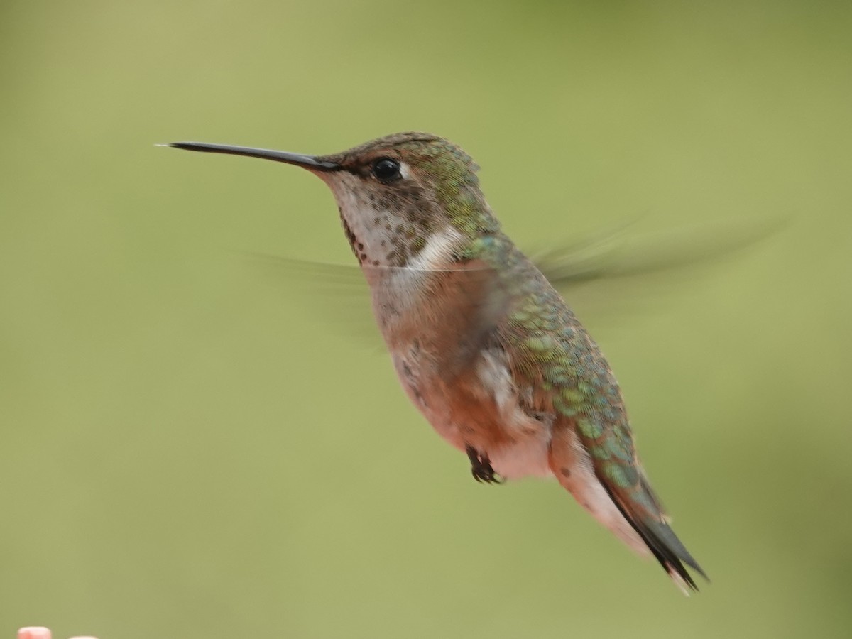 Rufous Hummingbird - ML620625427