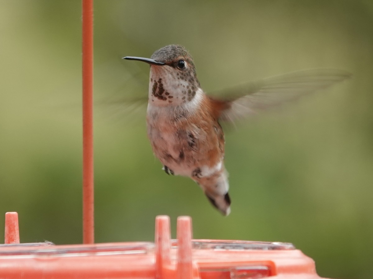 Rufous Hummingbird - Liz Soria