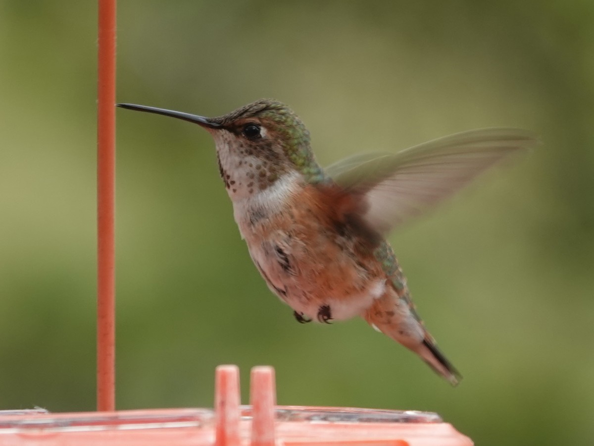 Rufous Hummingbird - ML620625430