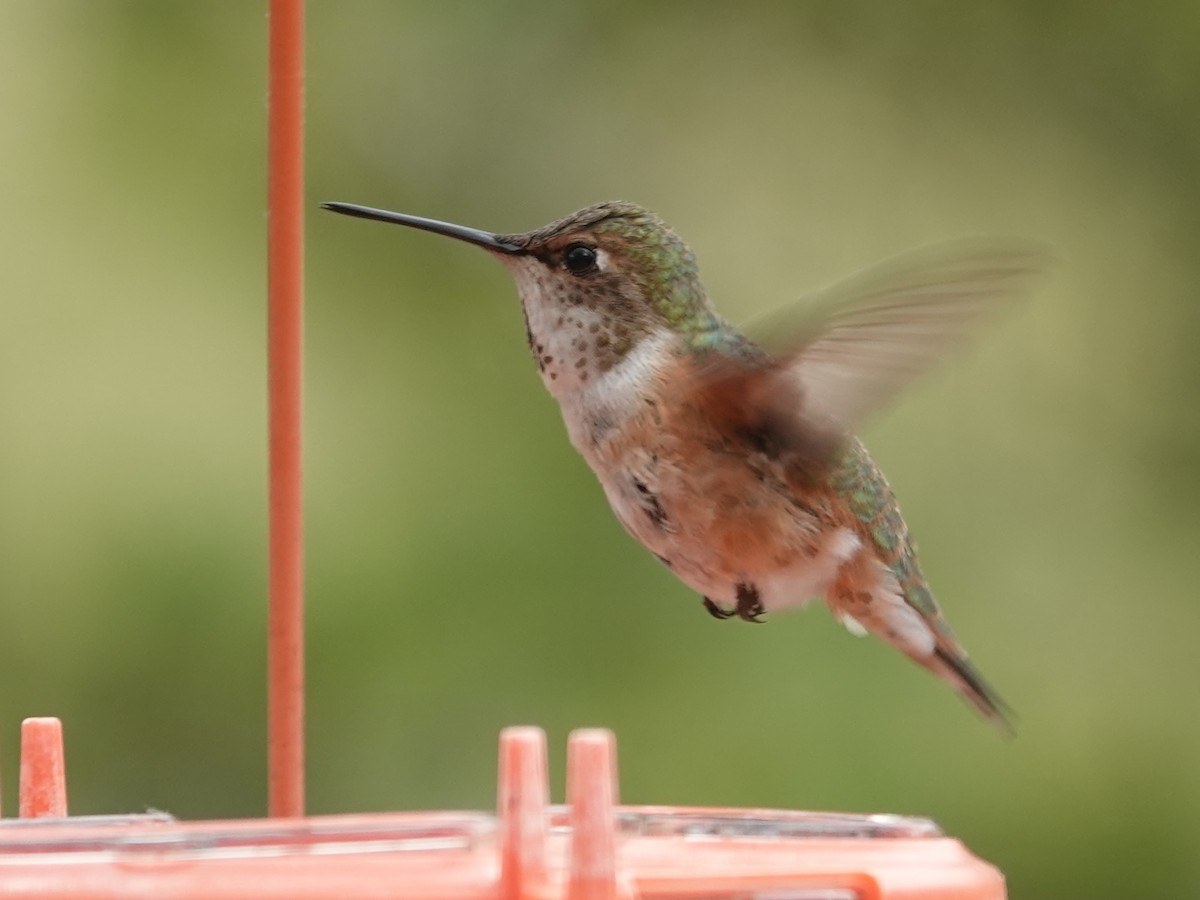 Rufous Hummingbird - ML620625431