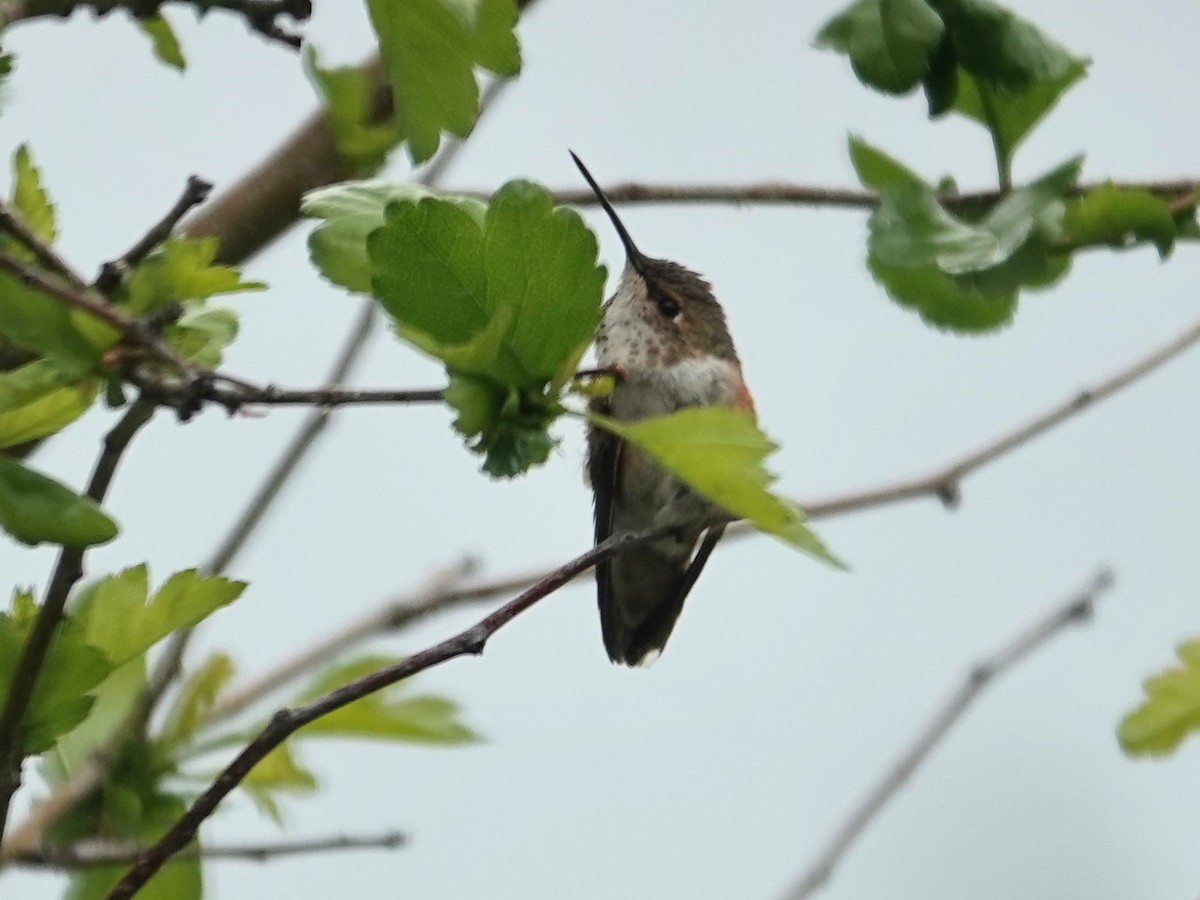 Rufous Hummingbird - ML620625432