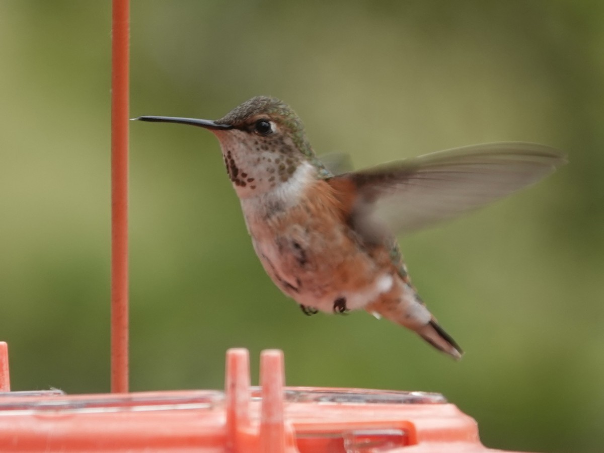 Rufous Hummingbird - ML620625433