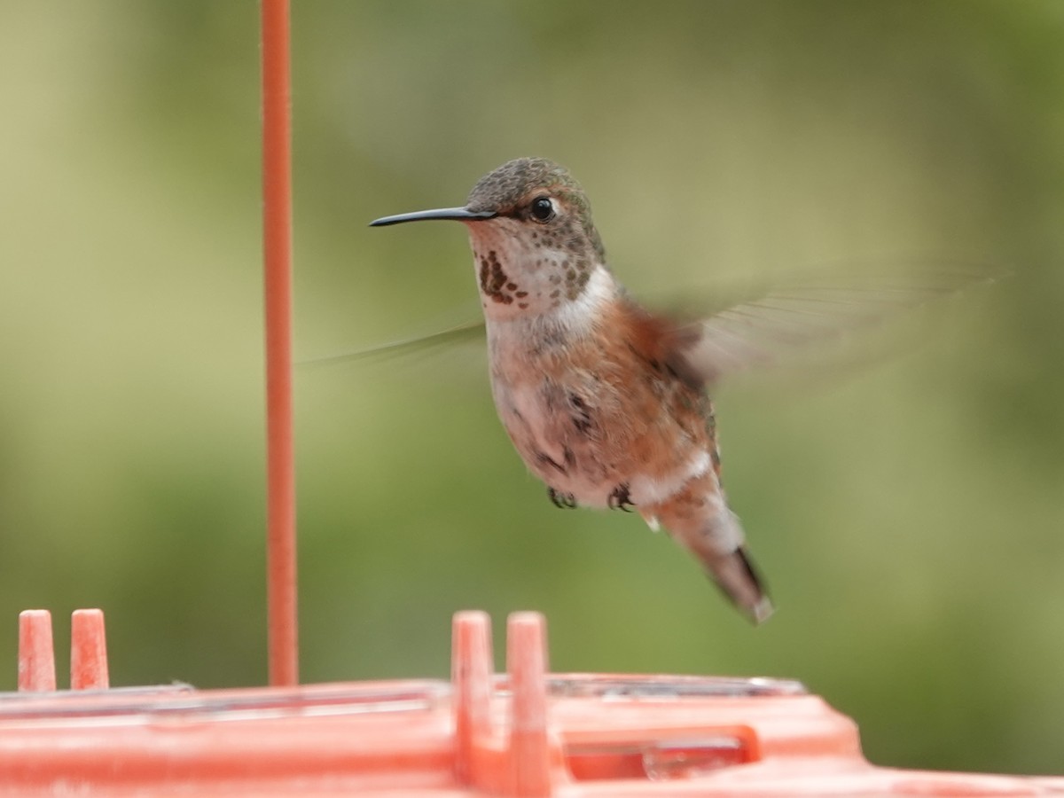 Rufous Hummingbird - ML620625434