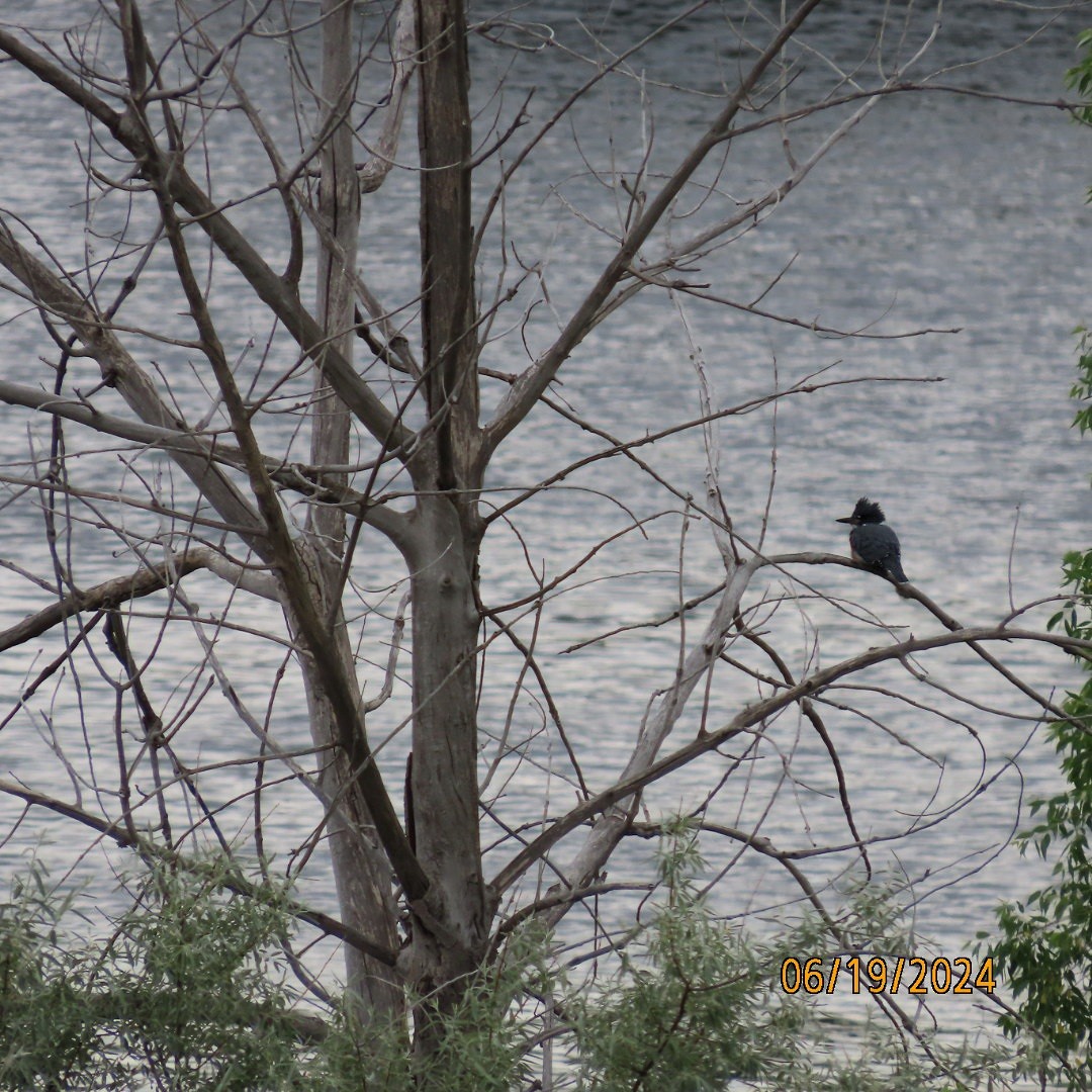 Belted Kingfisher - ML620625435