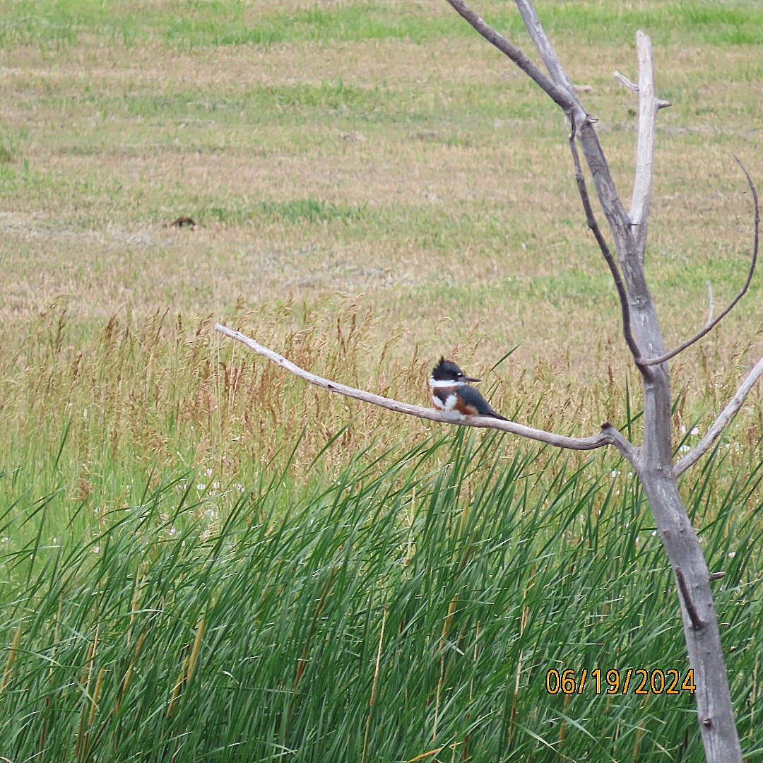 Belted Kingfisher - ML620625436