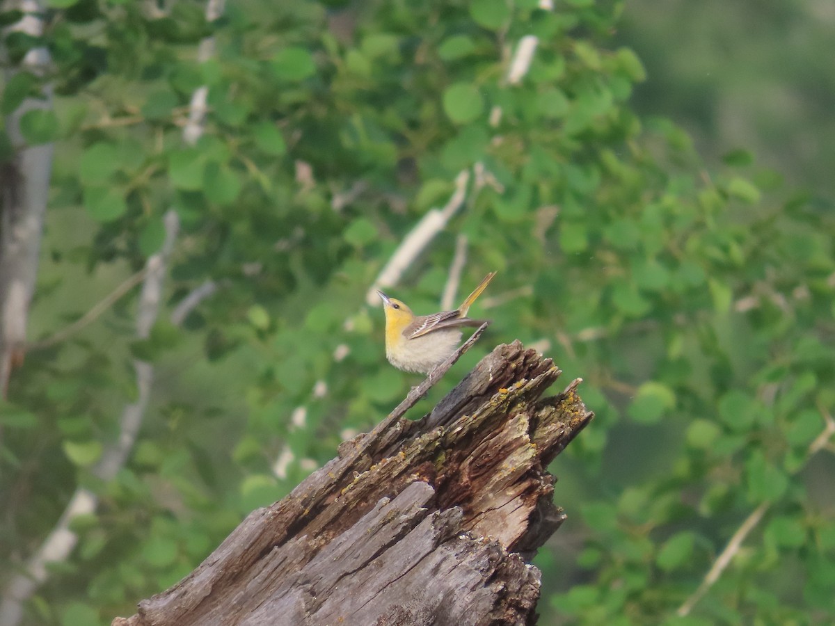 Lewis's Woodpecker - ML620625437