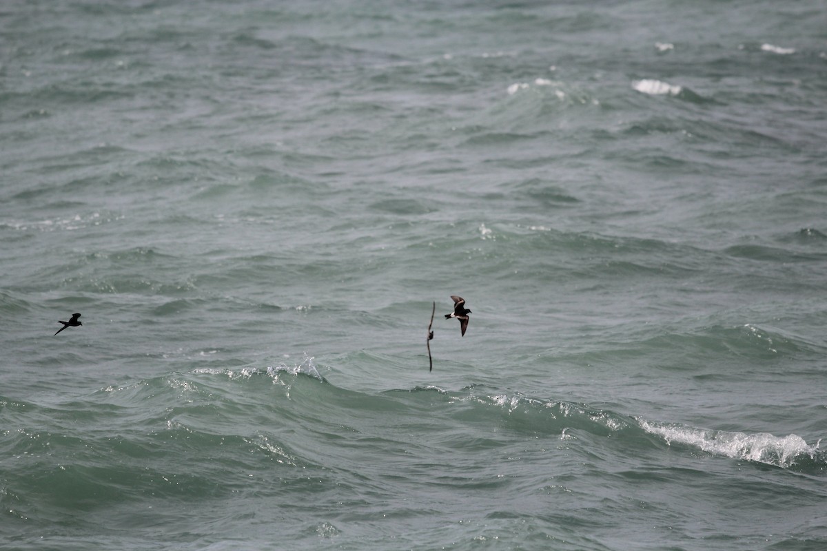 Leach's Storm-Petrel - ML620625438