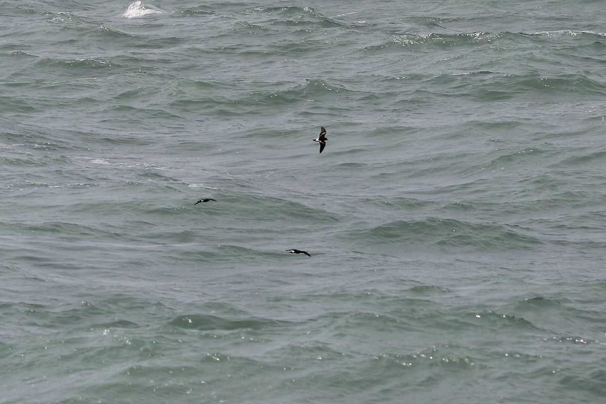 Leach's Storm-Petrel - ML620625439