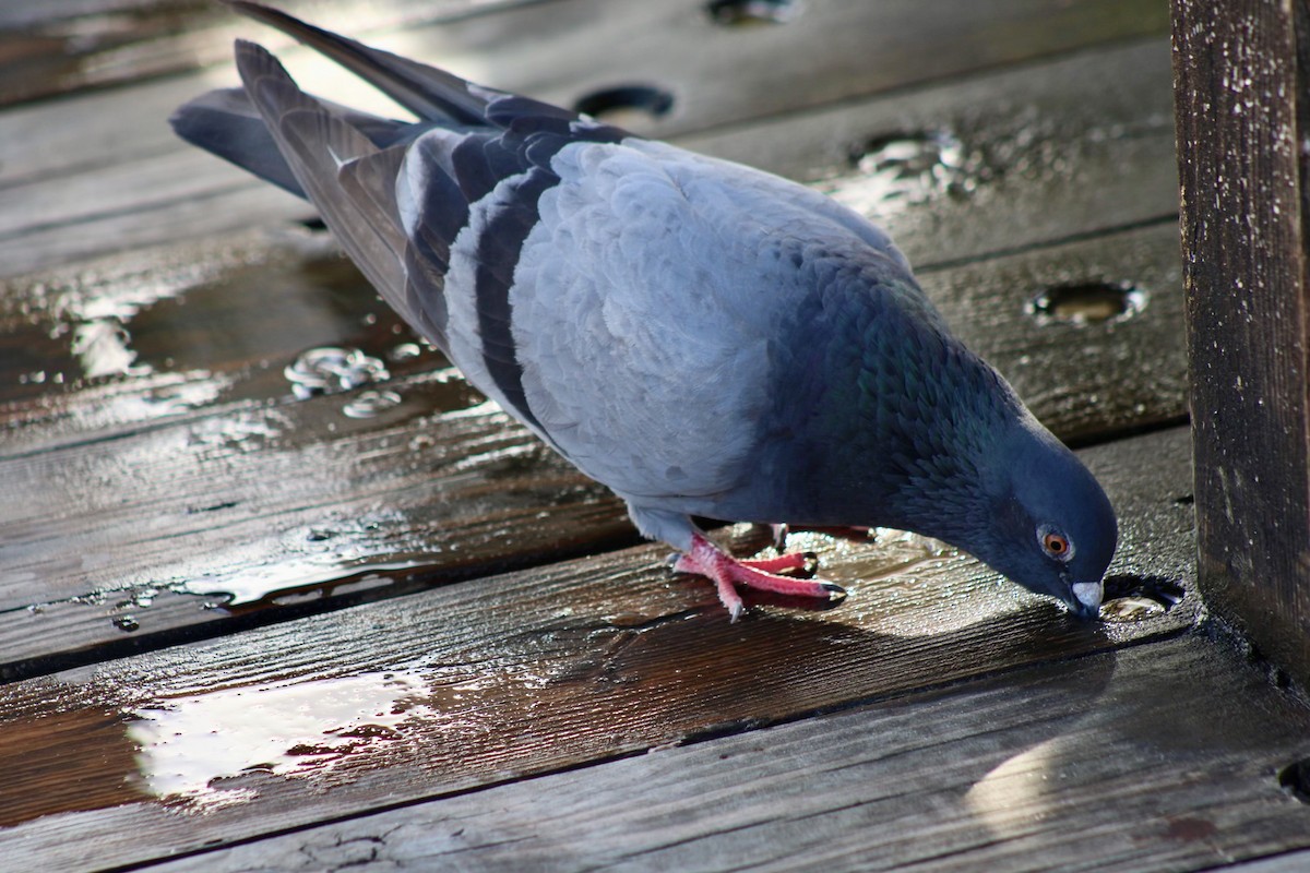 Rock Pigeon (Feral Pigeon) - ML620625442