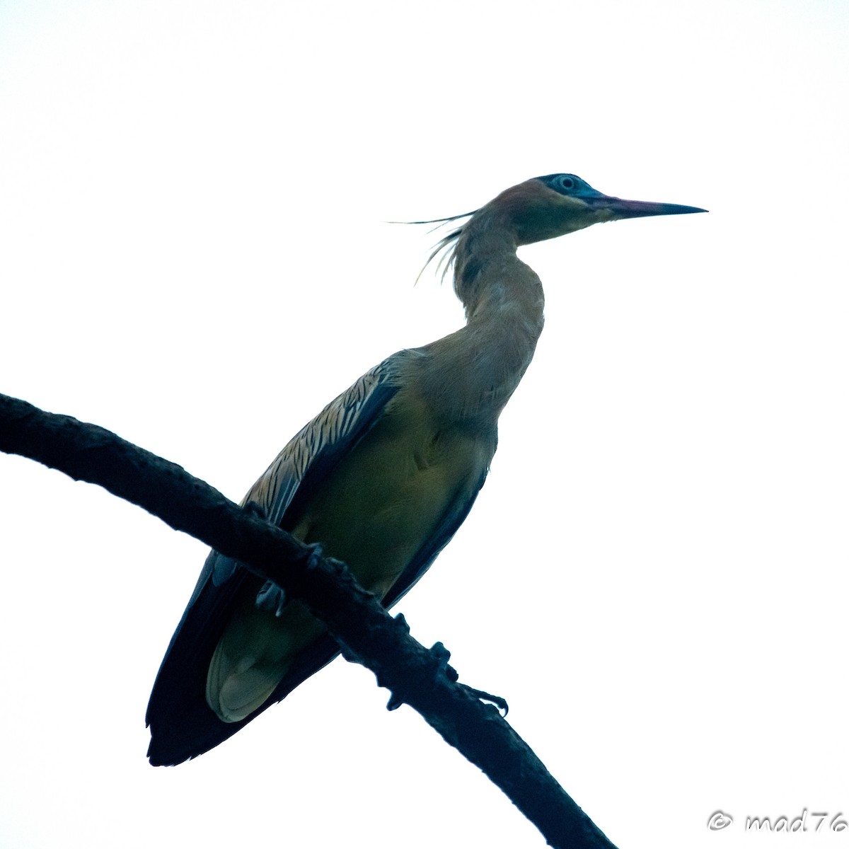 Whistling Heron - ML620625444