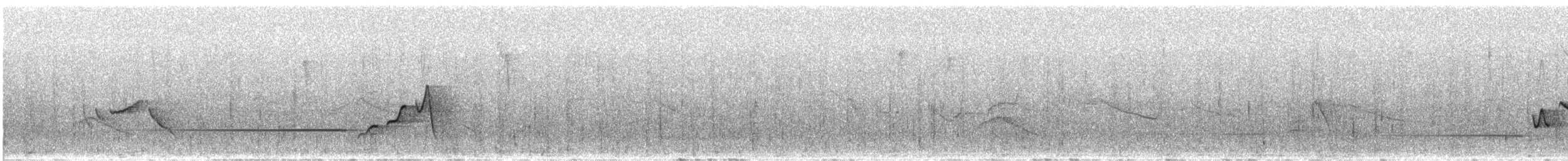 Горная широкохвостка (robustipes) - ML620625447