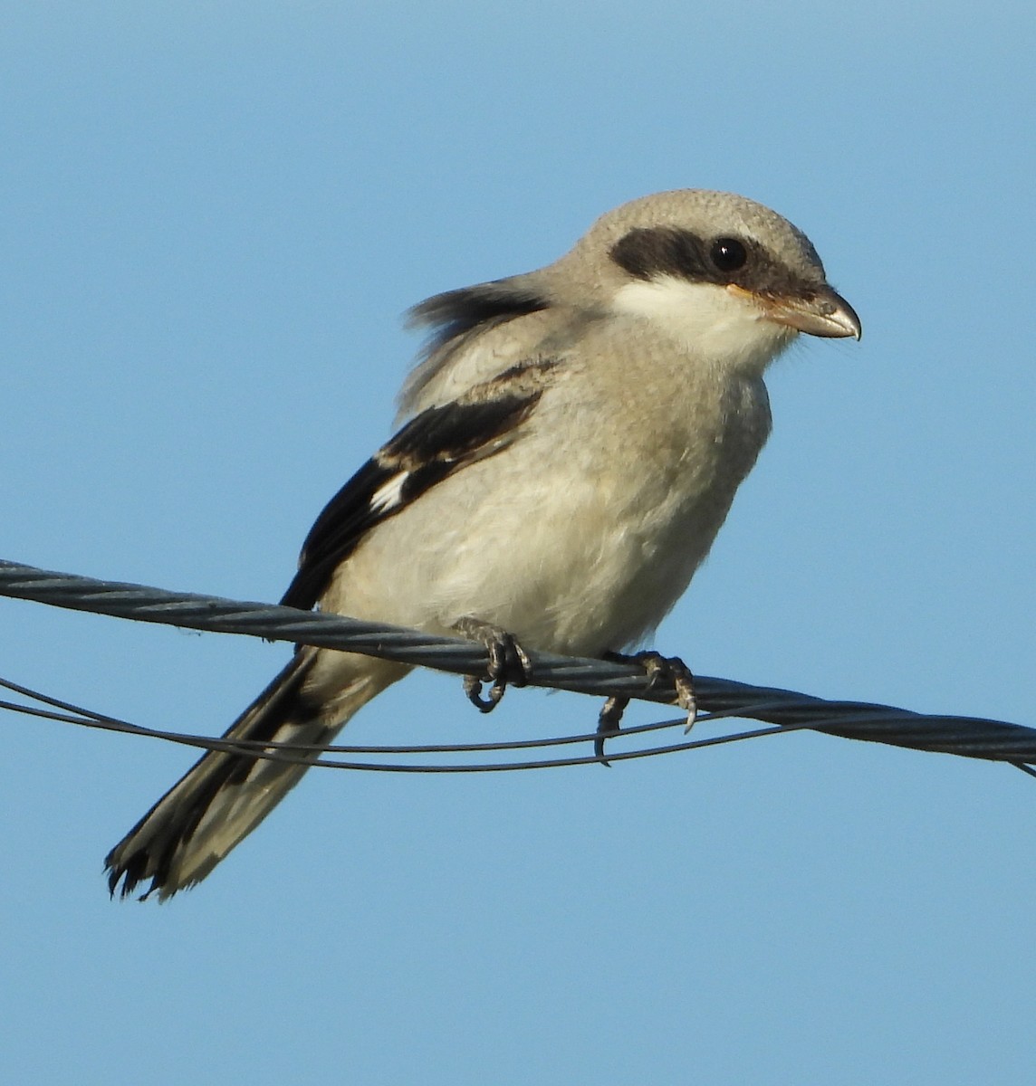 Loggerhead Shrike - ML620625453