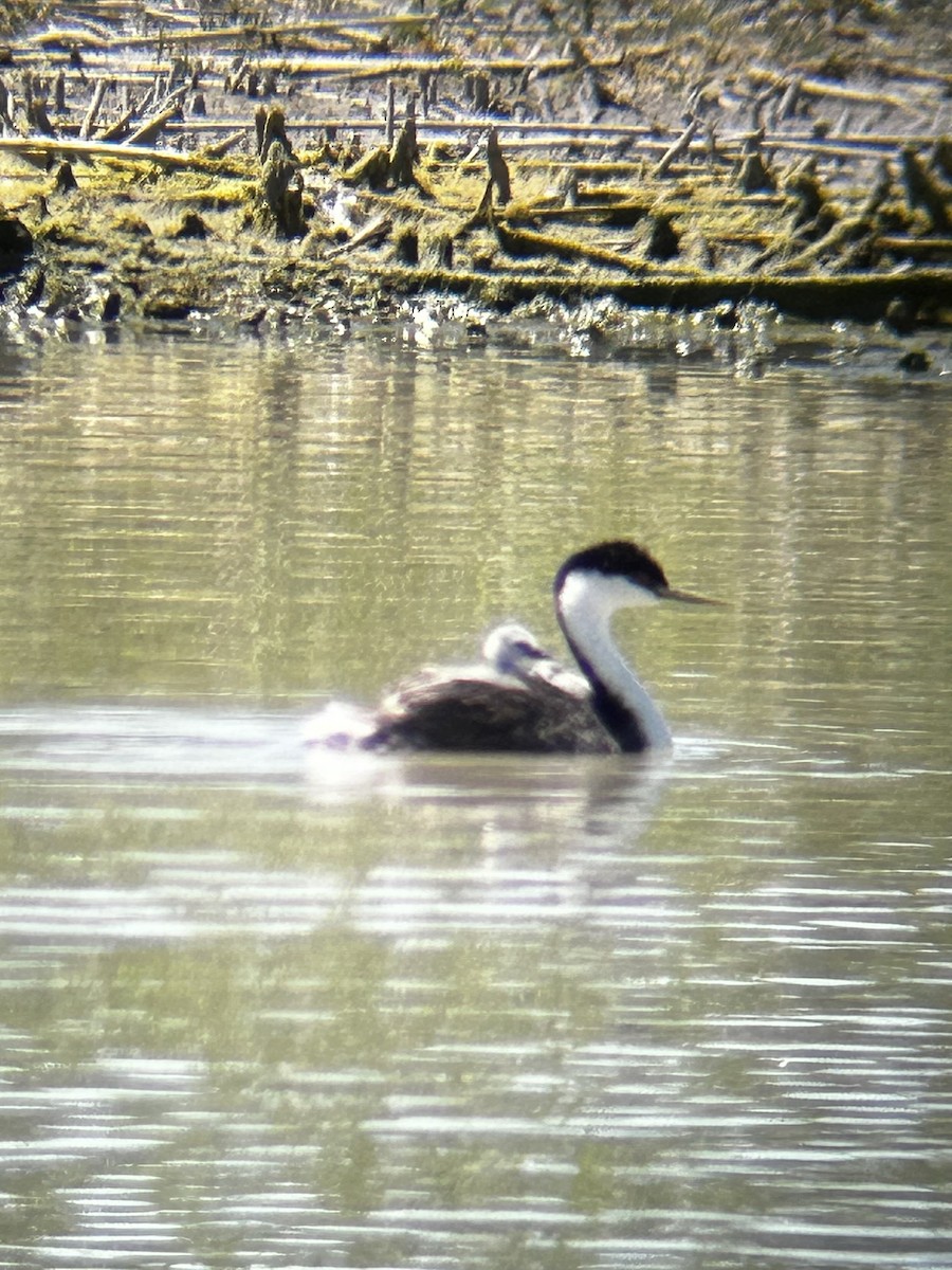 Western Grebe - ML620625457