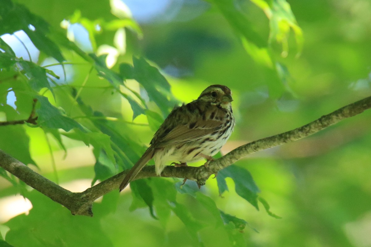 Song Sparrow - ML620625460