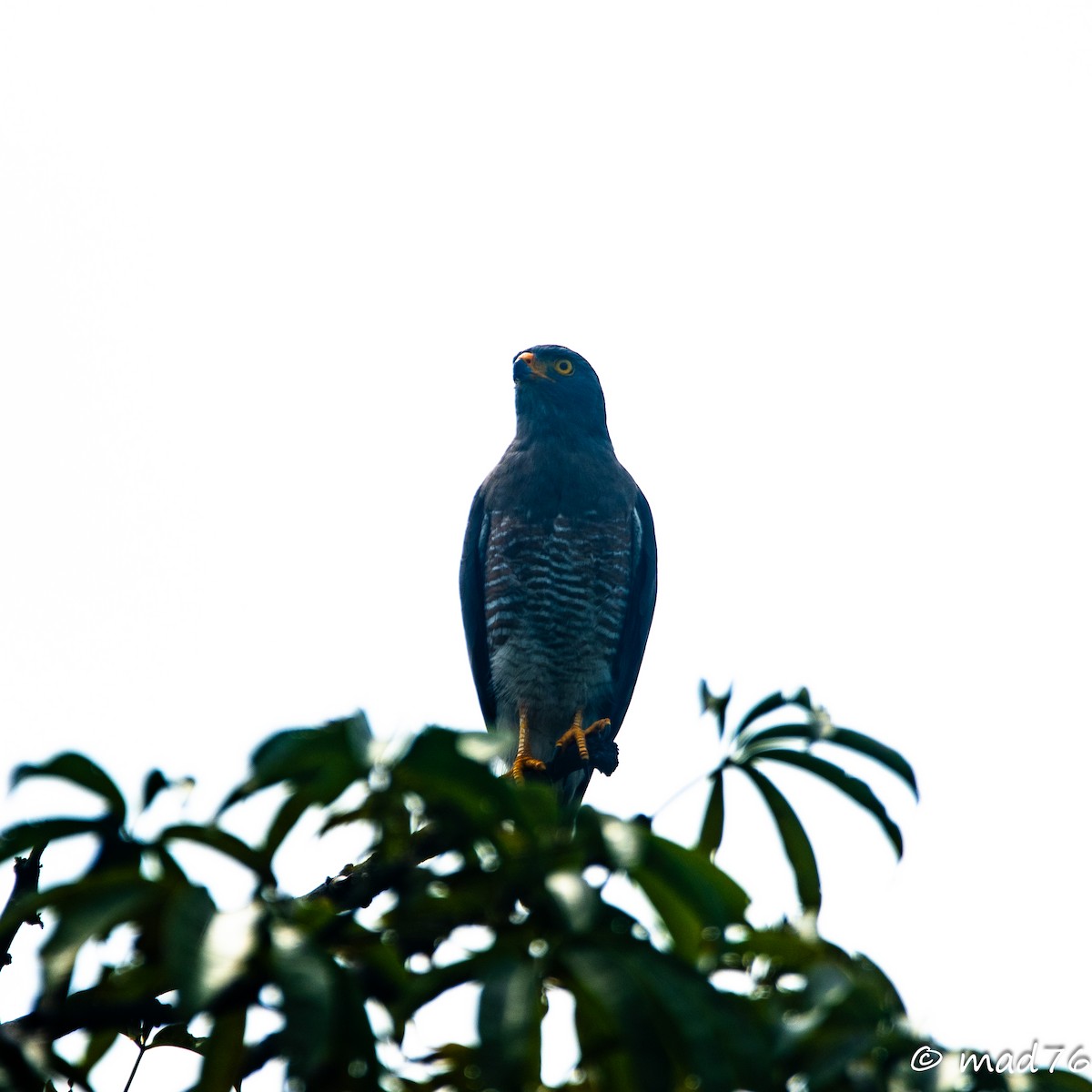 Roadside Hawk - ML620625463